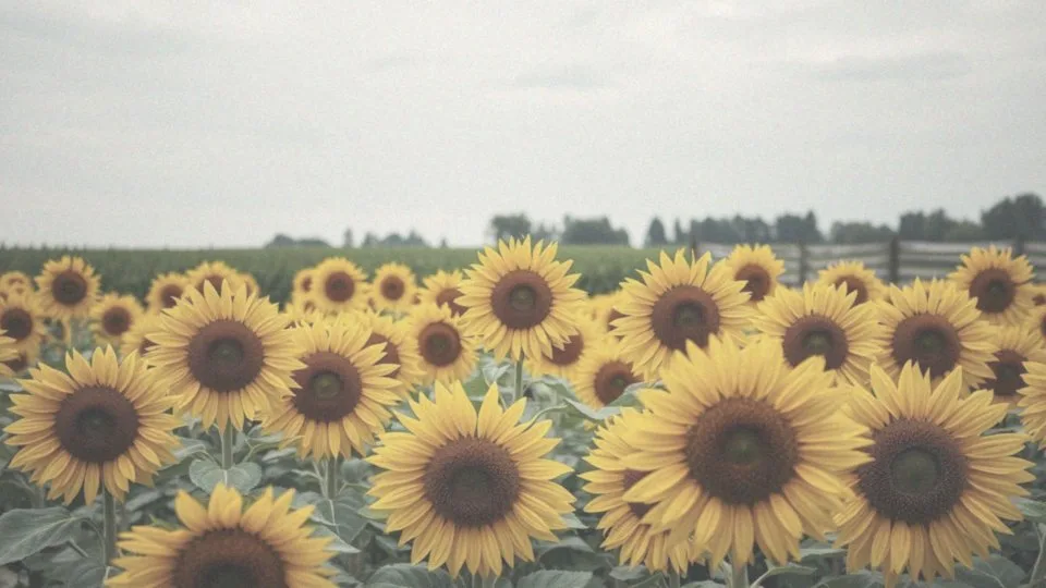 Słoneczniki kiedy kwitną? Dowiedz się o ich cyklu wegetacyjnym